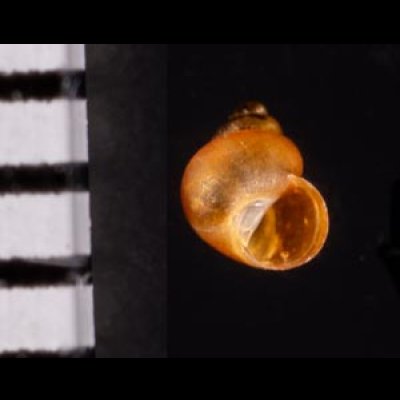 スジナシカリマンタンオカタニシ (仮称) Georissa sp.fig.2