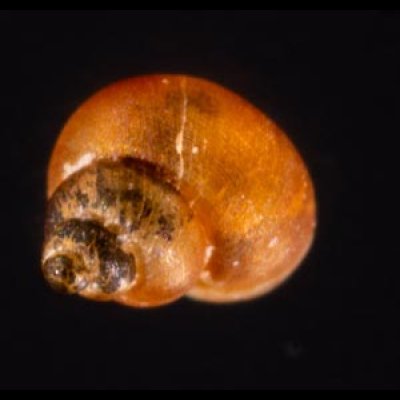 スジナシカリマンタンオカタニシ (仮称) Georissa sp.fig.3