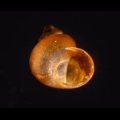 スジナシカリマンタンオカタニシ (仮称)