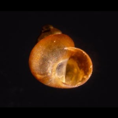 スジナシカリマンタンオカタニシ (仮称) Georissa sp.fig.1