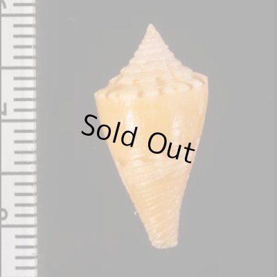 アサナギミナシ Conus articulatusfig.2