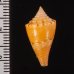 アサナギミナシ Conus articulatusfig.2