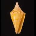 Conus articulatus アサナギミナシ