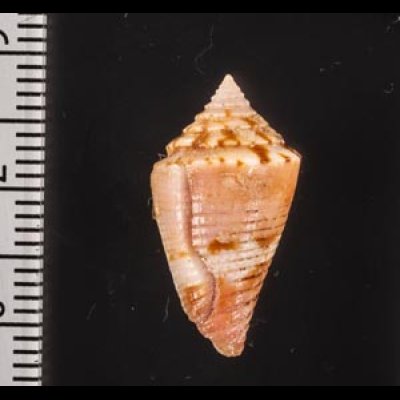 アサナギミナシ Conus articulatusfig.2