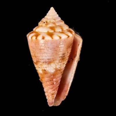 アサナギミナシ Conus articulatusfig.1