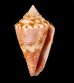 アサナギミナシ Conus articulatusfig.1