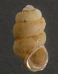 Arinia sp. セラタンアツクチゴマガイ (仮称)