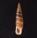 リウボカチギセル (仮称) Alopia glorifica boettgerifig.1