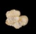 バイオリニストノタウチ (仮称) Opisthostoma semisolutumfig.2