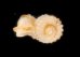 バイオリニストノタウチ (仮称) Opisthostoma semisolutumfig.3