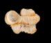 バイオリニストノタウチ (仮称) Opisthostoma semisolutumfig.1
