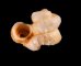 バイオリニストノタウチ (仮称) Opisthostoma semisolutumfig.1