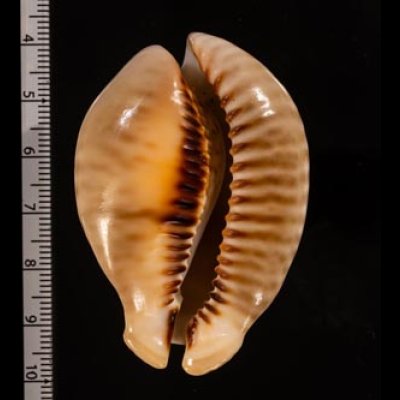 トリステンニセネズミダカラ (仮称) Muracypraea mus tristensisfig.2