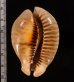 トリステンニセネズミダカラ (仮称) Muracypraea mus tristensisfig.2