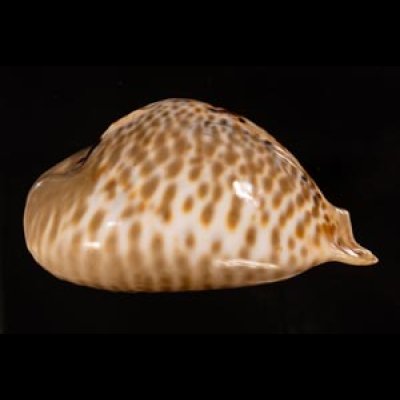 トリステンニセネズミダカラ (仮称) Muracypraea mus tristensisfig.3
