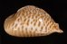 トリステンニセネズミダカラ (仮称) Muracypraea mus tristensisfig.3