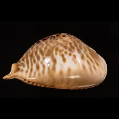 トリステンニセネズミダカラ (仮称) Muracypraea mus tristensisfig.4