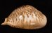 トリステンニセネズミダカラ (仮称) Muracypraea mus tristensisfig.4