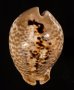 トリステンニセネズミダカラ (仮称) Muracypraea mus tristensisfig.1