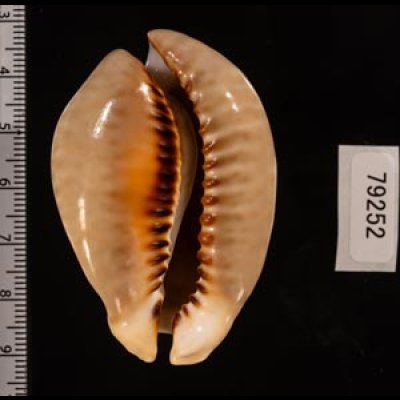 トリステンニセネズミダカラ (仮称) Muracypraea mus tristensisfig.2
