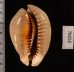トリステンニセネズミダカラ (仮称) Muracypraea mus tristensisfig.2