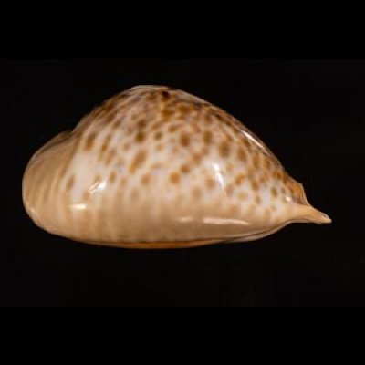 トリステンニセネズミダカラ (仮称) Muracypraea mus tristensisfig.3