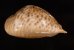 トリステンニセネズミダカラ (仮称) Muracypraea mus tristensisfig.3