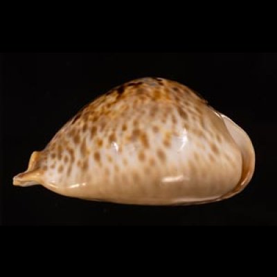トリステンニセネズミダカラ (仮称) Muracypraea mus tristensisfig.4