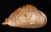 トリステンニセネズミダカラ (仮称) Muracypraea mus tristensisfig.4