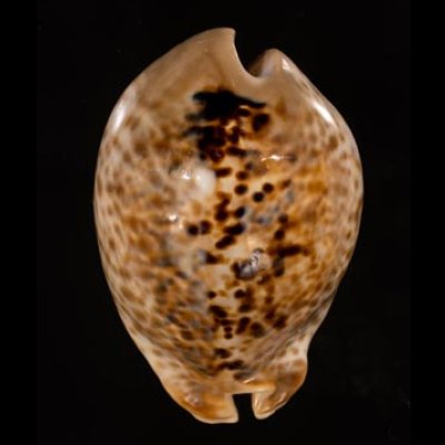 トリステンニセネズミダカラ (仮称) Muracypraea mus tristensisfig.1