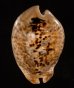 トリステンニセネズミダカラ (仮称) Muracypraea mus tristensisfig.1
