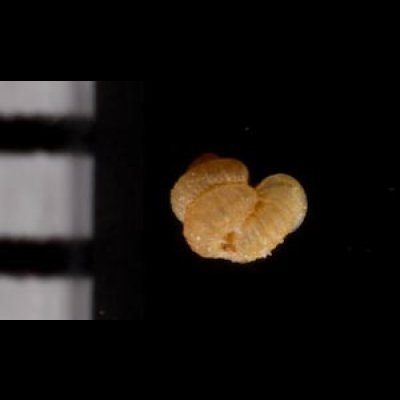 トウダカフクレエントツノタウチ (仮称) Opisthostoma sp.fig.2