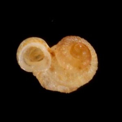 トウダカフクレエントツノタウチ (仮称) Opisthostoma sp.fig.3