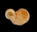 トウダカフクレエントツノタウチ (仮称) Opisthostoma sp.fig.3