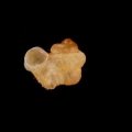 トウダカフクレエントツノタウチ (仮称)