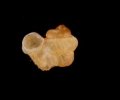 トウダカフクレエントツノタウチ (仮称)