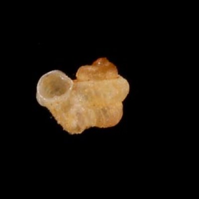 トウダカフクレエントツノタウチ (仮称) Opisthostoma sp.fig.1