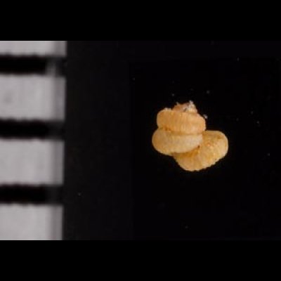 トウダカフクレエントツノタウチ (仮称) Opisthostoma sp.fig.2