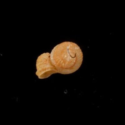 トウダカフクレエントツノタウチ (仮称) Opisthostoma sp.fig.3