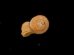 トウダカフクレエントツノタウチ (仮称) Opisthostoma sp.fig.3