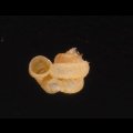 トウダカフクレエントツノタウチ (仮称)