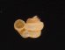 トウダカフクレエントツノタウチ (仮称) Opisthostoma sp.fig.1