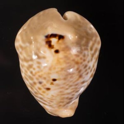 ニセネズミダカラ Muracypraea mus bicornisfig.1