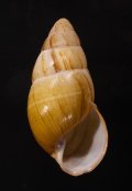 Thaumastus thompsonoides ニセトンプソンナガマイマイ (仮称)