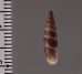 ラテンスロマーニャギセル (仮称) Alopia glauca latensfig.2