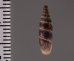 ラテンスロマーニャギセル (仮称) Alopia glauca latensfig.2