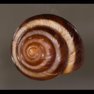 ウズマキニジカケマイマイ Asperitas trochus penidaefig.1