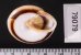 ミナジャノメココアマイマイ (仮称) Caracolus marginella minafig.2