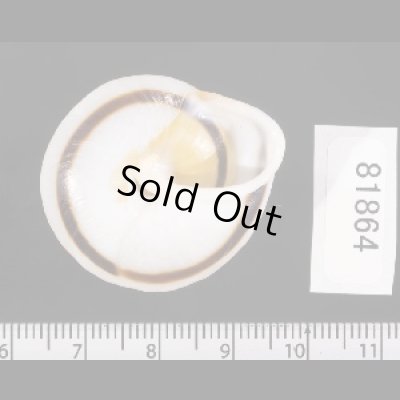 画像2: ミナジャノメココアマイマイ (仮称)