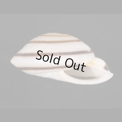 画像3: ミナジャノメココアマイマイ (仮称)